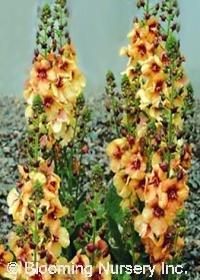 Verbascum 'Honey Dijon'